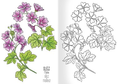 Omalovánky A5 - Herbář I.